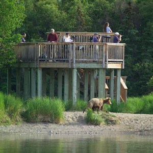 Visitors standing on a viewing platform and watching a brown bear pass underneath