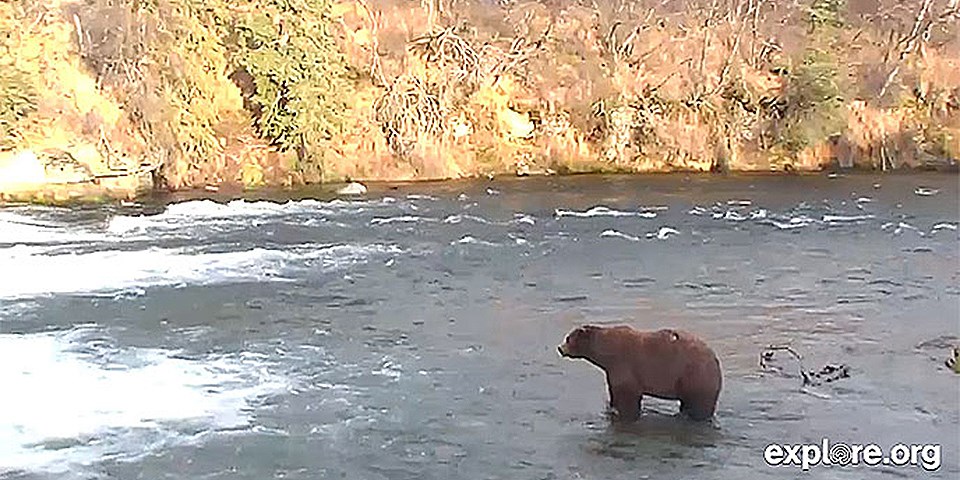 Bears (U.S. National Park Service)