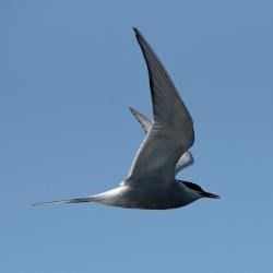 Arctic tern A black and white bird flies in a blue sky.