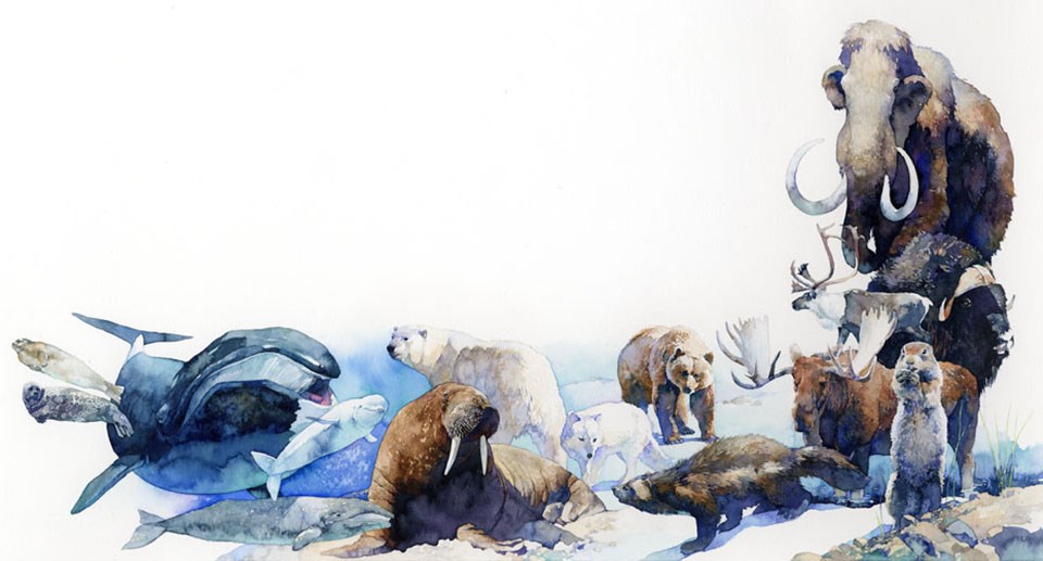 Illustration depicts (l-r): seals, Bowhead whales, Beluga whale, walrus, Polar bear, Arctic fox, Brown bear, badger, Lemming, moose, elk, Musk ox, and a mammoth. Note: animals are not drawn to scale.