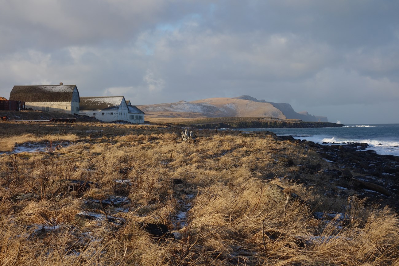 St. George Island landscape: tundra and three white houses on foreground, high cliffs on the background, waves are breaking on shore in front of the houses houses