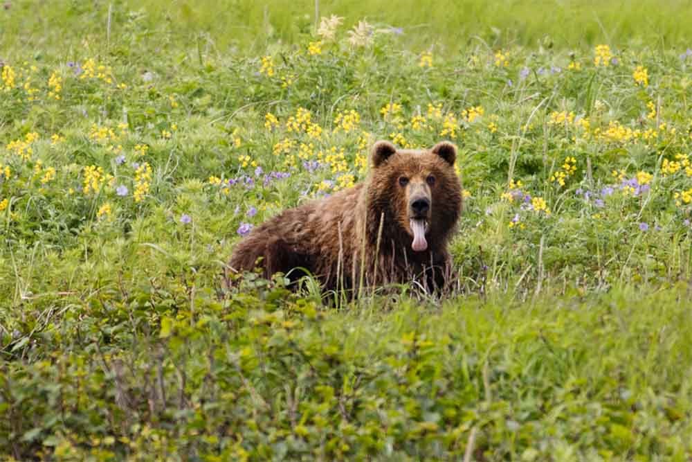 brown bear A bear sitting in a meadow.