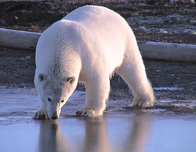 Polar bear drinking water