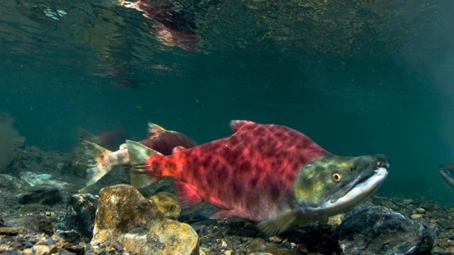 Sockeye salmon A sockeye salmon that is partially pink in clear water.