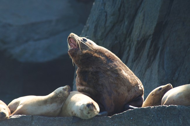 a group of sealions on shore