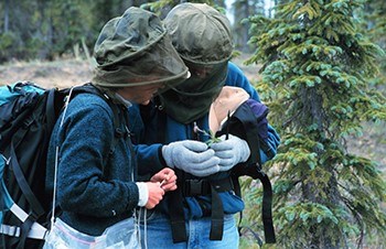 Botanists study plants in Alaska.