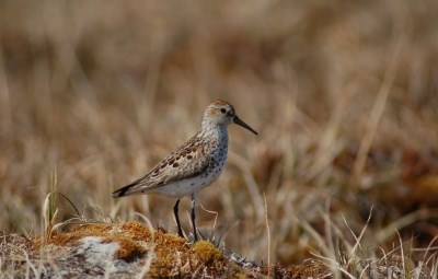 Sandpiper A brown and white bird stands in the grass.
