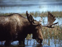 A moose having a drink of water from a lake
