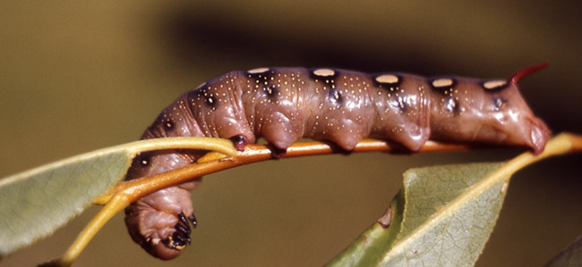 Moth caterpillar Moth caterpillar