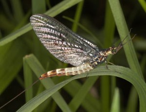 lt= Dragonfly at Yellowstone National Park
