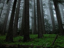Forests assist in cleansing our air