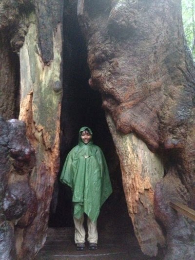 Exploring the redwood forest during the 2014 BioBlitz at Golden Gate parks Exploring the redwood forest during the 2014 BioBlitz at Golden Gate parks