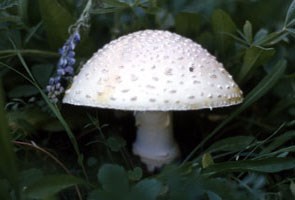 Mushroom