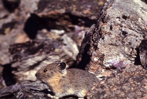 A small, brown pika hides among rocks.