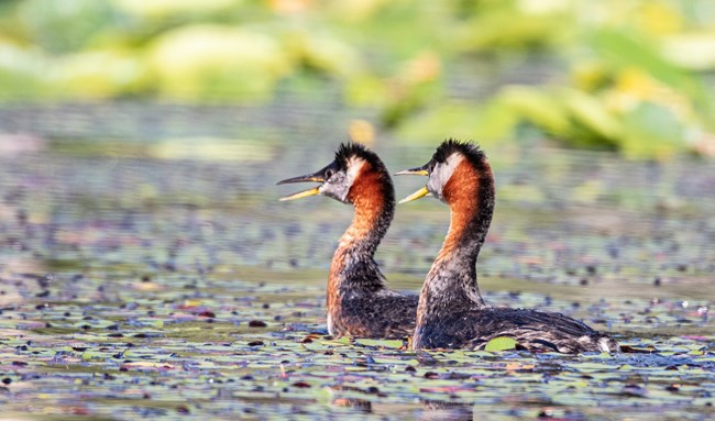 two red necked grebes float on the surface of a lily pad covered pond