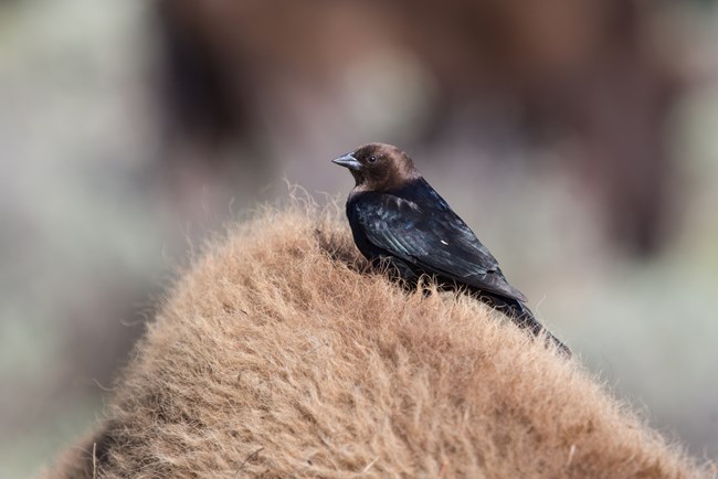 Cowbird on top a bison Cowbird on top a bison