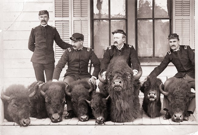 Men standing with severed bison heads, black and white photo Men standing with severed bison heads, black and white photo