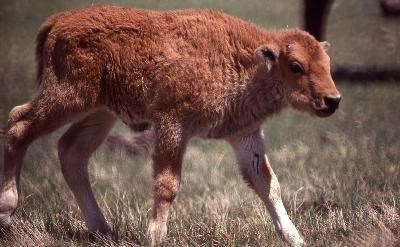 A small, brown bison calf