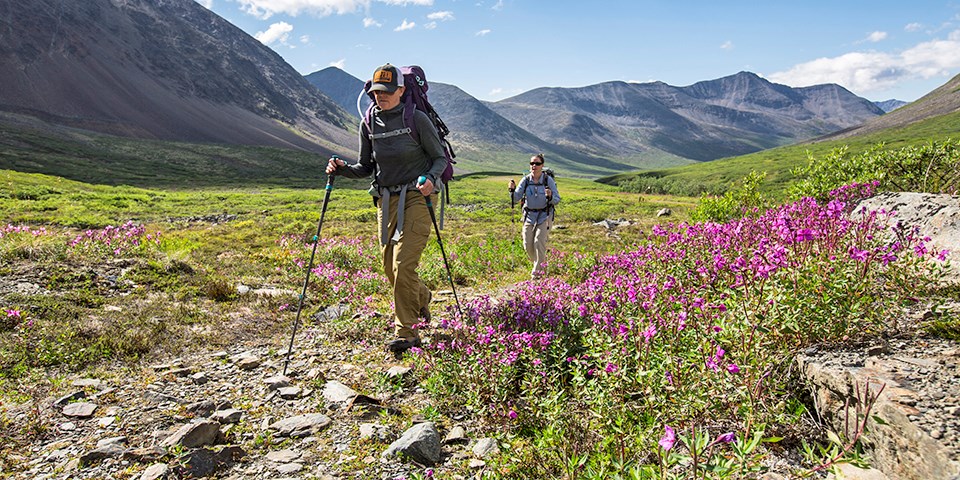 Two people wearing backpacks hike among purple flowers