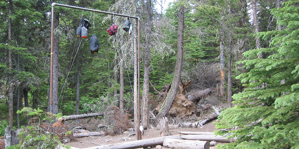 Bags of food are hung high above the ground in a designated food hanging area