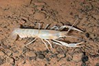 cave crayfish cave crayfish