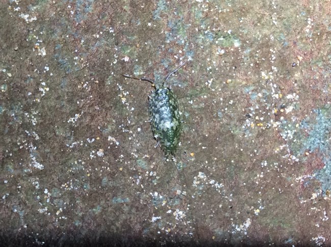 marine isopod on a rocky cave wall
