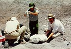 wrapping a fossil with plaster