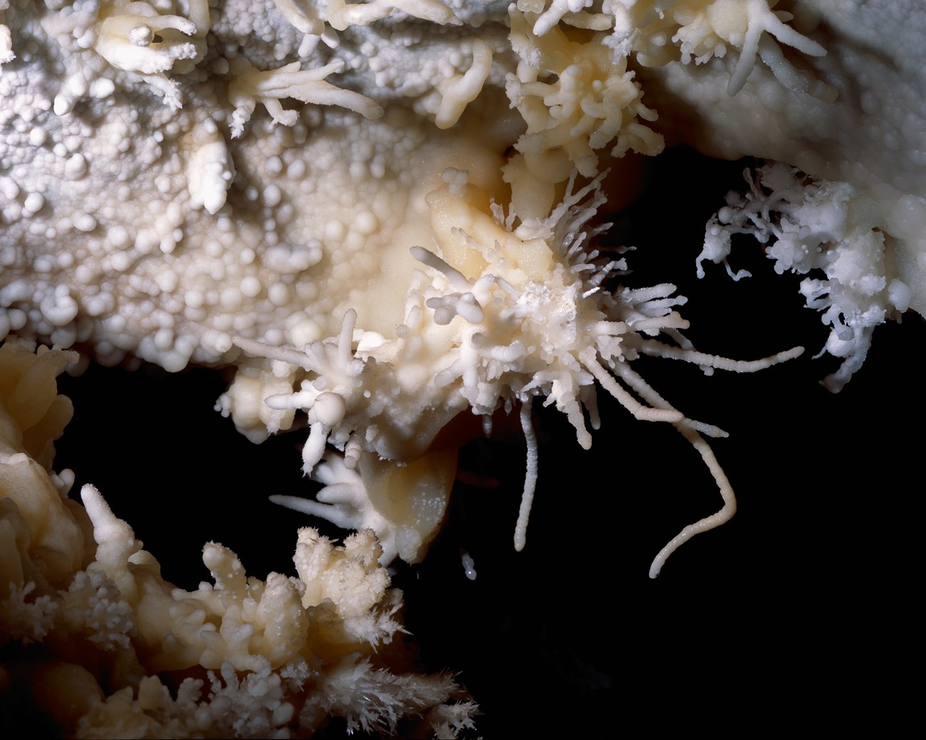 helictites grow out of a cave wall at Timpanogos Cave National Monument