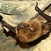 small bat