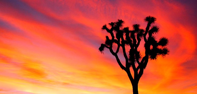 Joshua tree at sunset Joshua tree at sunset