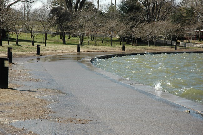 Water overtopping the edge of the Tidal Basin next to cherry trees