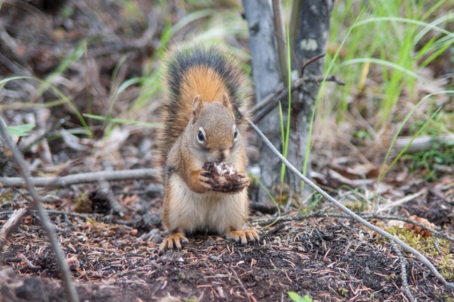 A red squirrel chewing through a spruce cone to reach the seeds