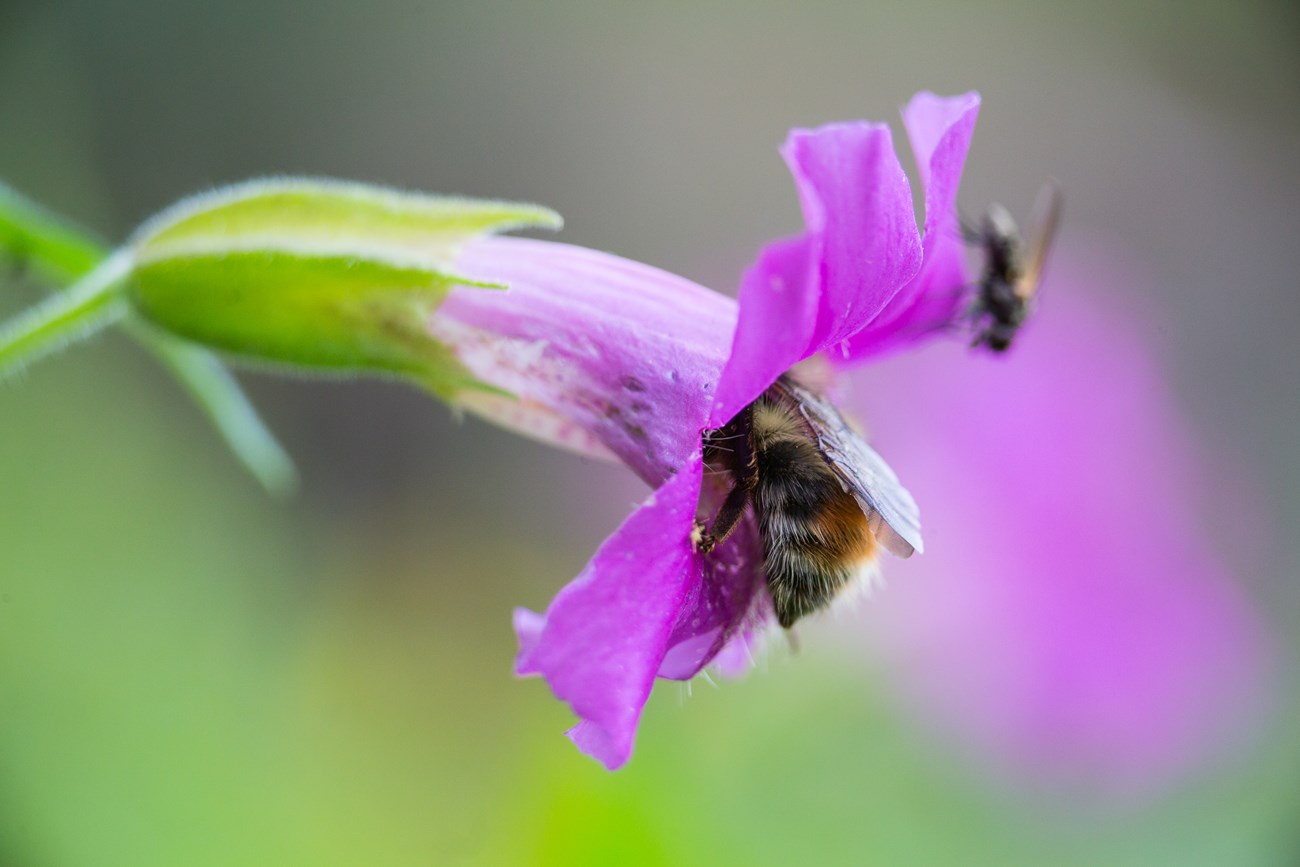 A robber fly gathers pollen from a dwarf purple monkey flower (Mimulus nanus) near Yellowstone Lake