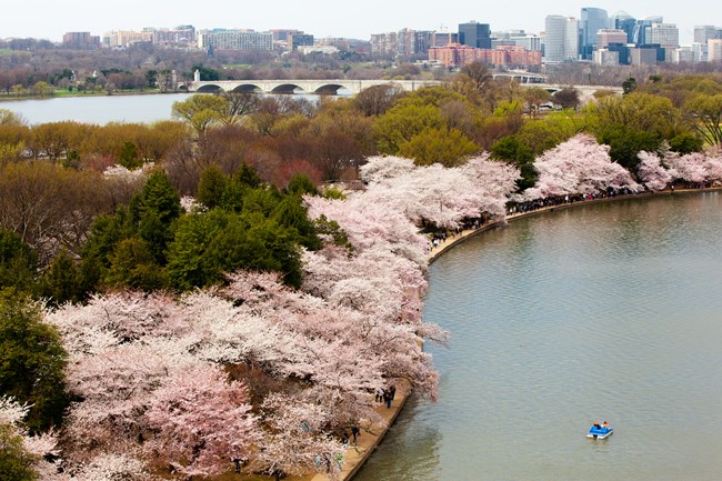 An aerial view of the Tidal Basin with pink cherry trees in bloom. One blue paddleboat floats on the water