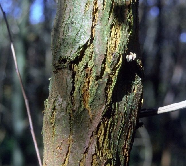 American chestnut tree with a chestnut blight canker on its stem