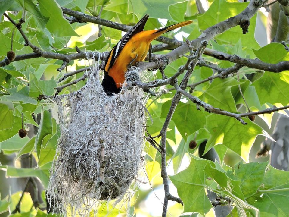 Baltimore oriole building a nest in a tree surrounded by green leaves