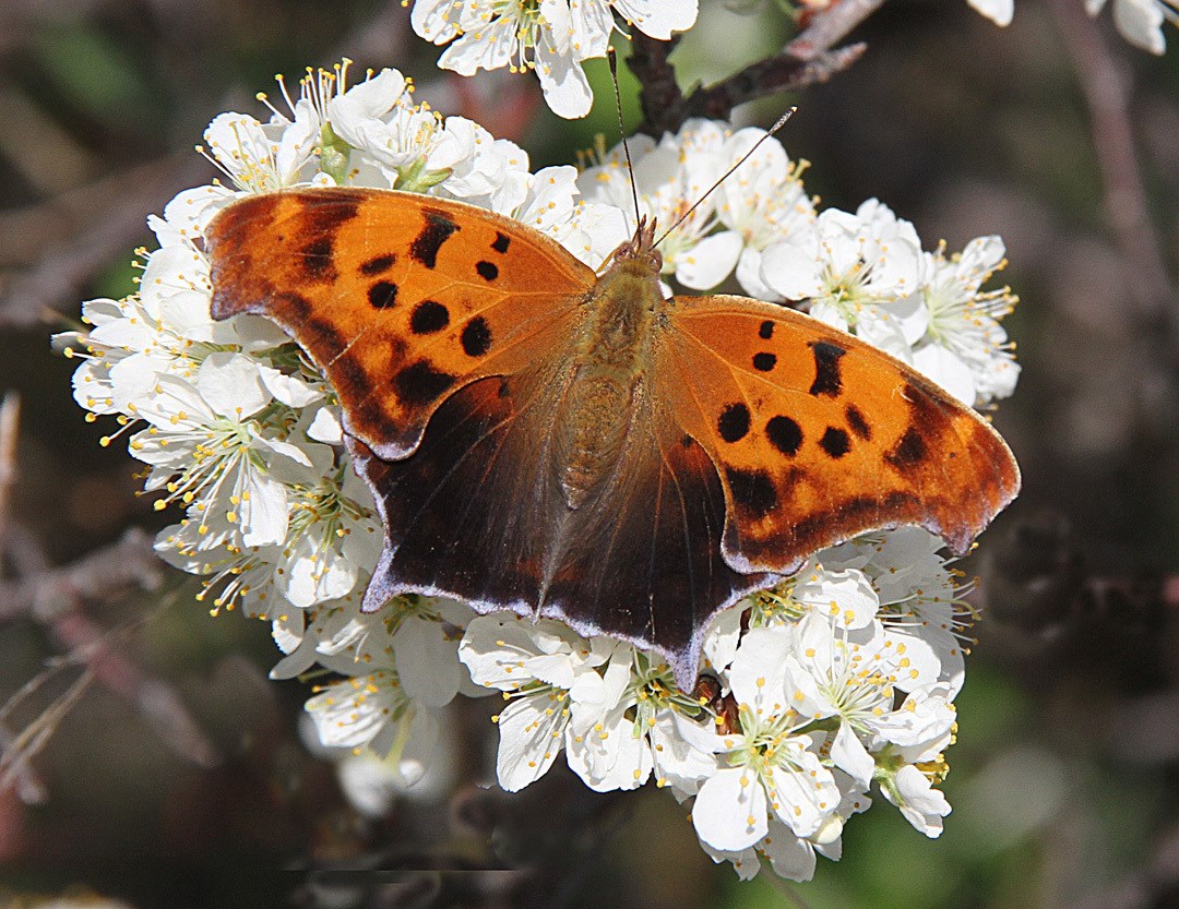 Beach plum with question mark butterfly Question mark butterfly on beach plum blossom. The butterfly has orange wings with black dots and a small white mark that looks like a question mark.