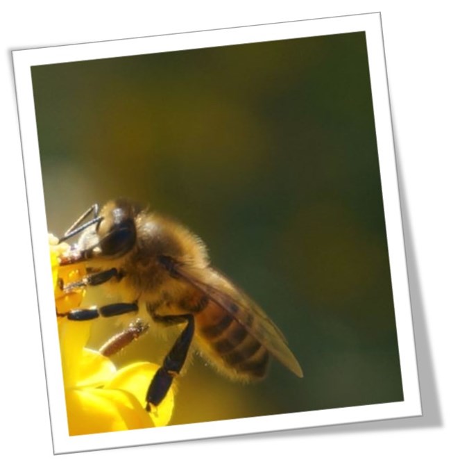 Framed image of a bee on a yellow flower