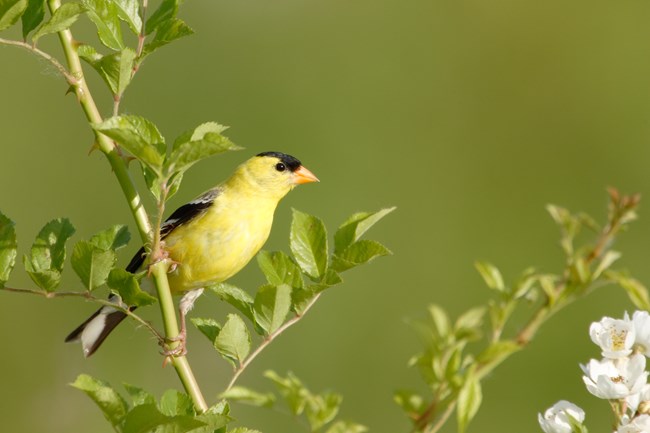 A gold and black American goldfinch holds onto a leafy twig