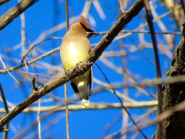 A cedar waxwing perches on a bare branch highlighted against a blue sky