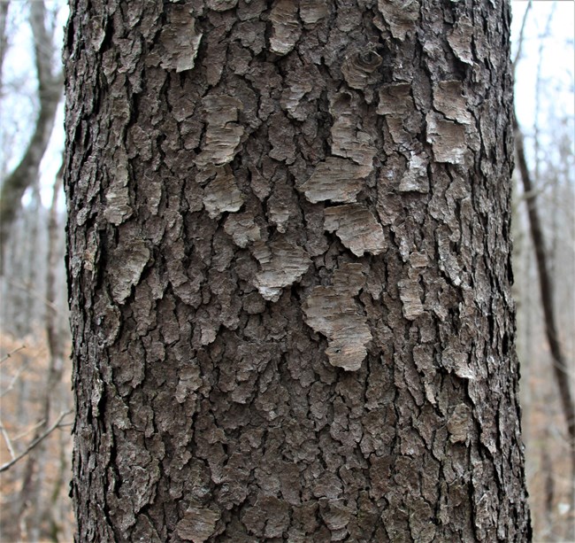 Closeup of tree trunk section showing Black cherry tree bark