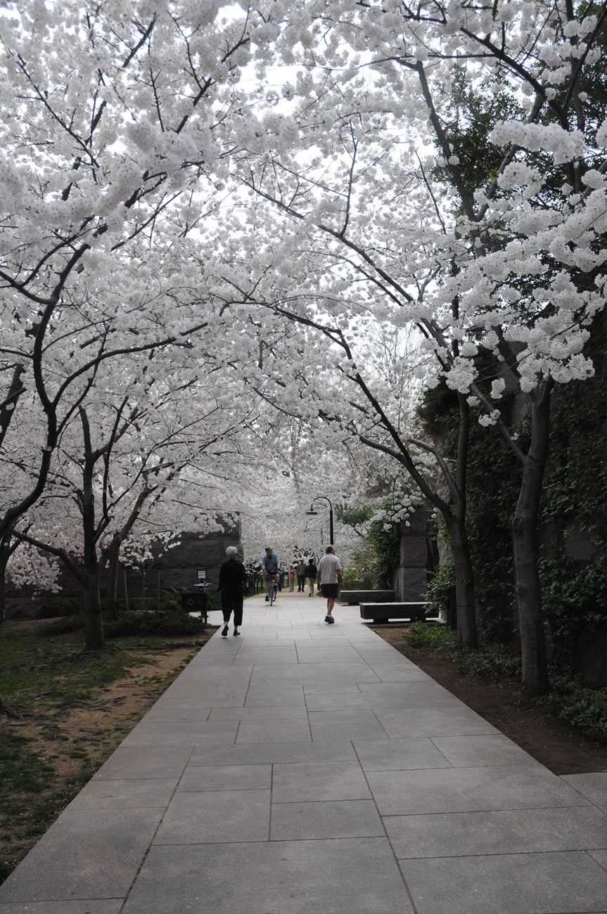 Blooming trees line a wide, paved walkway where people walk and bicycle at the FDR Memorial