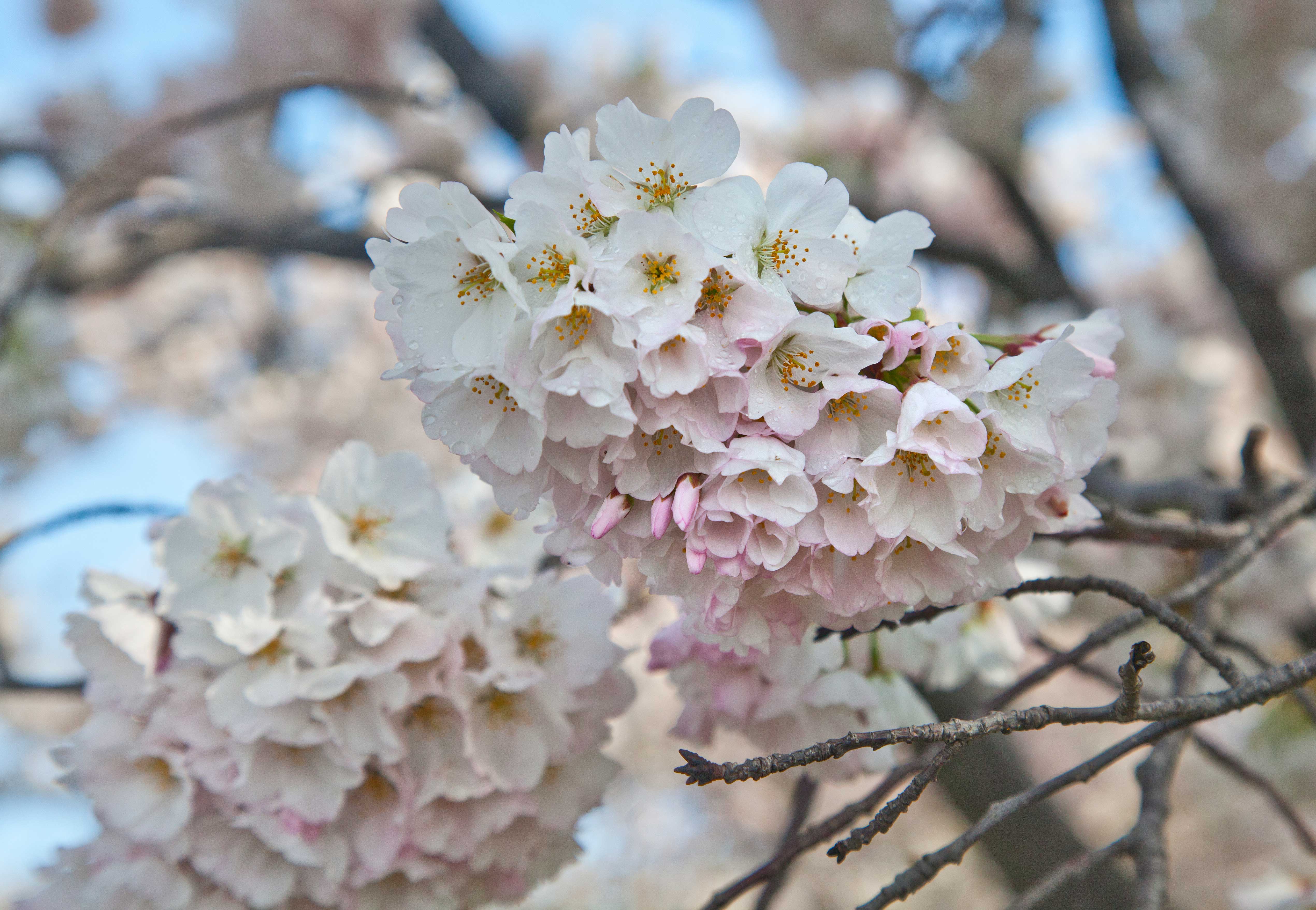 Why is it called cherry blossom?