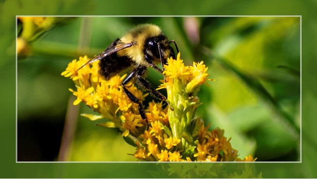 Bumble bee on goldenrod flowers in a green frame