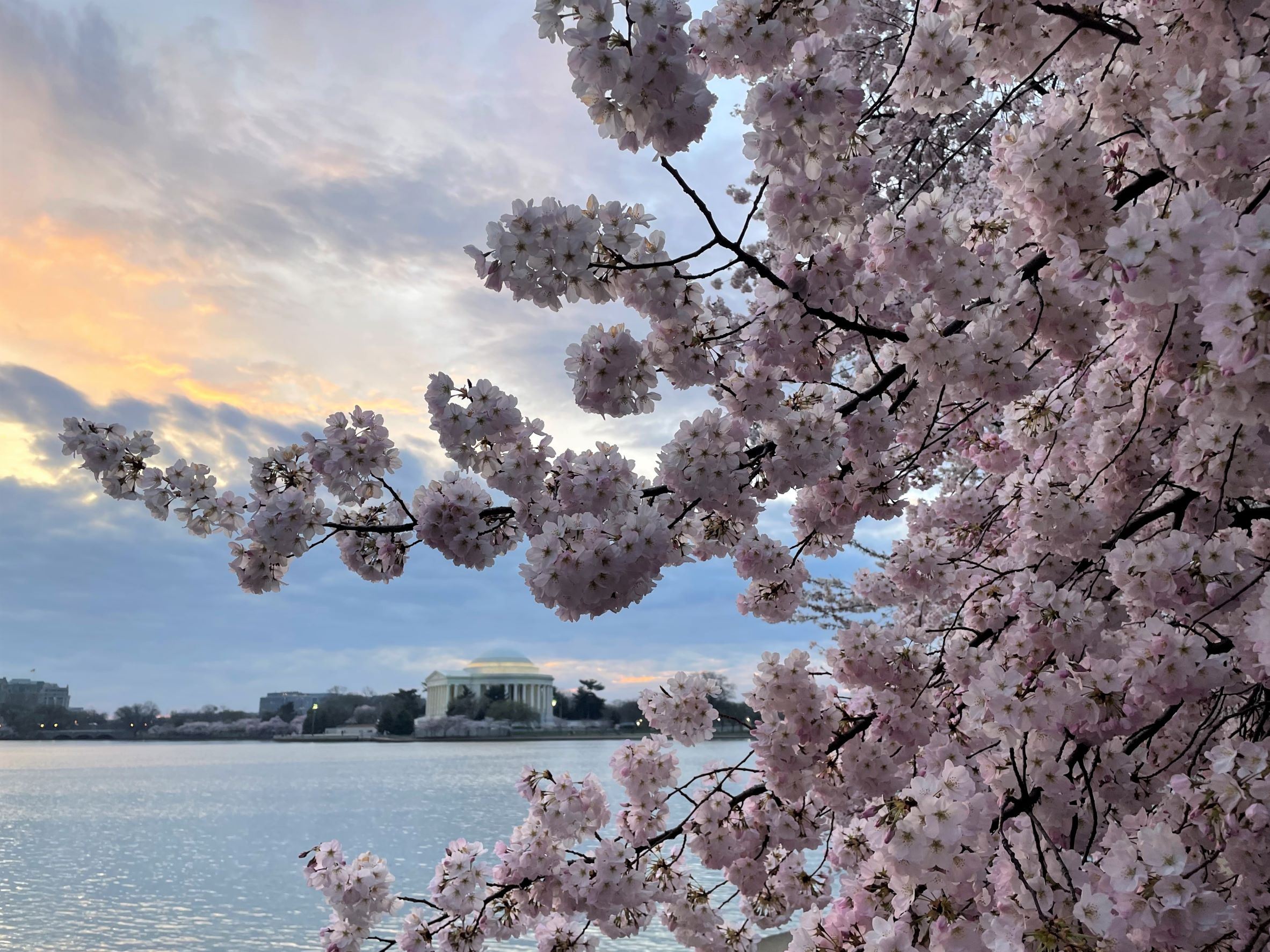 Bloom Watch - Cherry Blossom Festival (U.S. National Park Service)