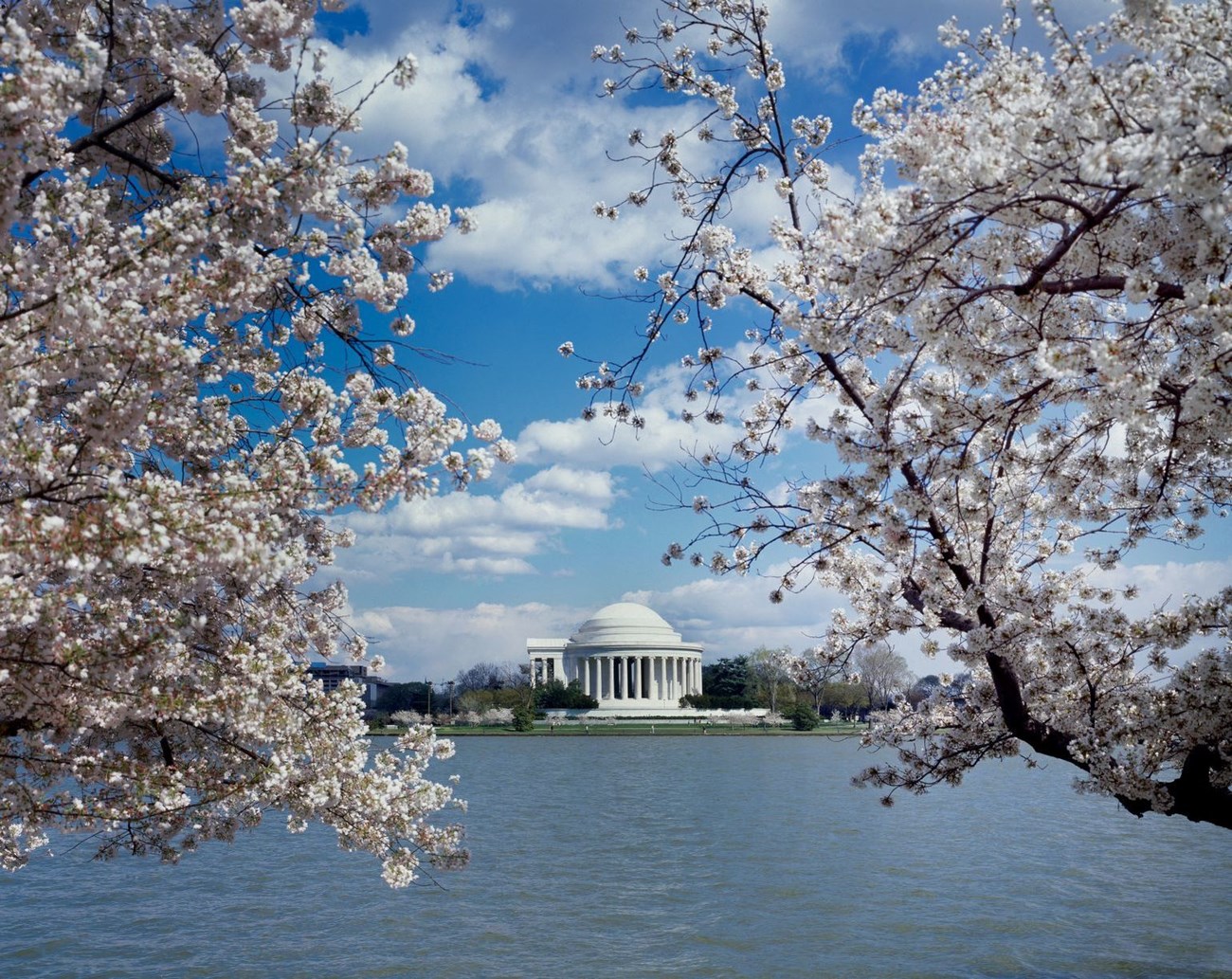 The Jefferson Memorial and waters of the Tidal Basin framed by blooming cherry trees