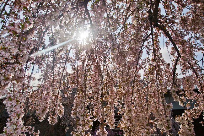 Sunlight streaming through cherry blossoms on a branch