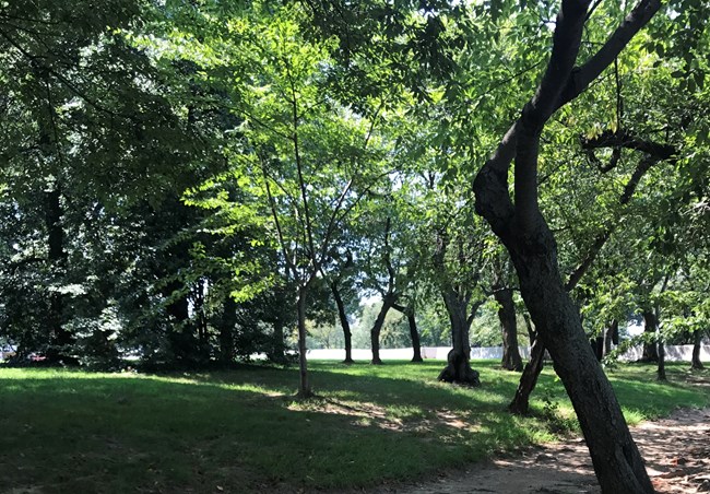 Green leaves growing from cherry trees in summer