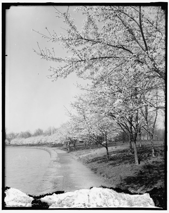 Black and white photo of cherry trees blooming on the banks of the Tidal Basin in 1910