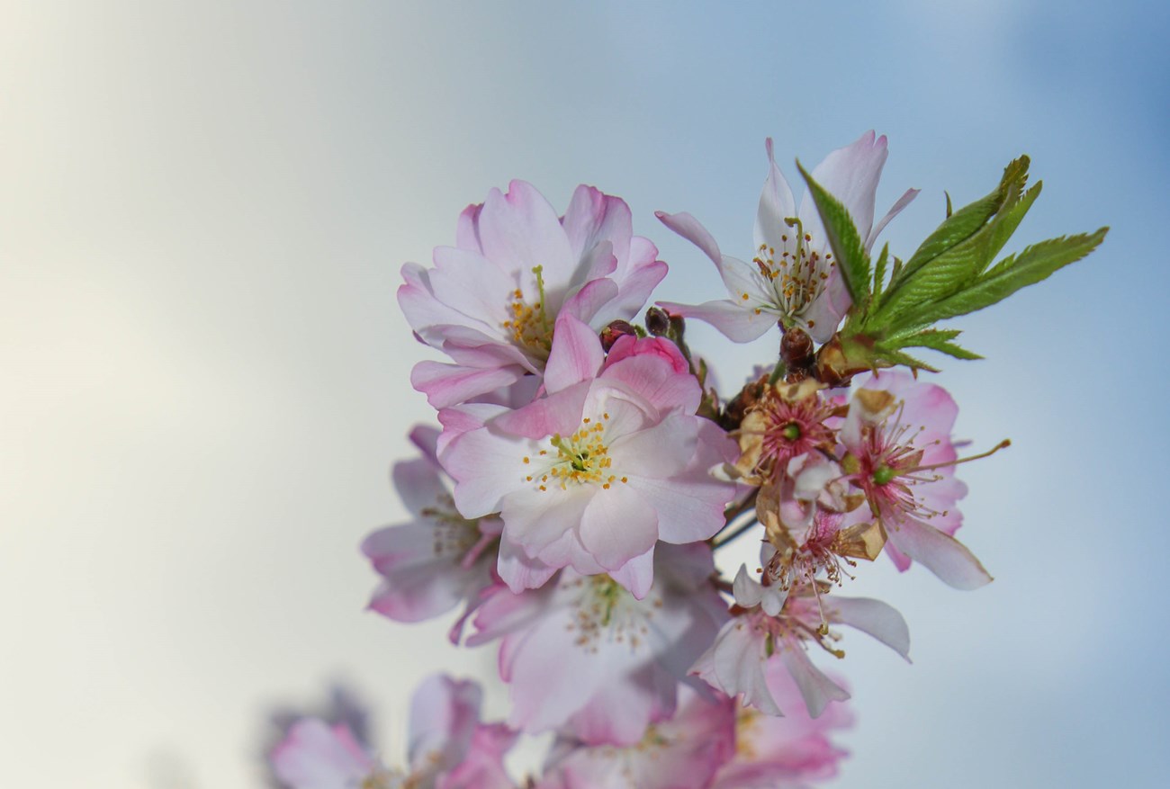 Closeup of blooming cherry flowers with green leaves growing